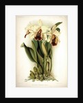 Orchid by Frederick Sander