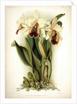 Orchid by Frederick Sander