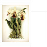 Orchid by Frederick Sander