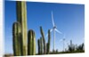 Wind Turbines and Cactus at Aruba by Anonymous
