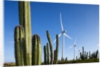 Wind Turbines and Cactus at Aruba by Anonymous