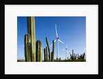 Wind Turbines and Cactus at Aruba by Anonymous