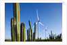 Wind Turbines and Cactus at Aruba by Anonymous
