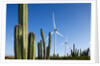 Wind Turbines and Cactus at Aruba by Anonymous