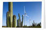 Wind Turbines and Cactus at Aruba by Anonymous