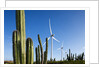 Wind Turbines and Cactus at Aruba by Anonymous