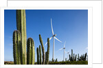 Wind Turbines and Cactus at Aruba by Anonymous