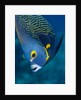 French Angelfish, Bonaire by Anonymous