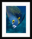 French Angelfish, Bonaire by Anonymous