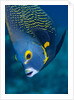 French Angelfish, Bonaire by Anonymous