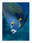 French Angelfish, Bonaire by Anonymous