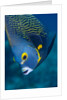 French Angelfish, Bonaire by Anonymous