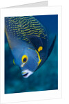 French Angelfish, Bonaire by Anonymous