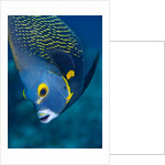 French Angelfish, Bonaire by Anonymous