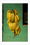 Bananas at a Fruit Stand in Dominican Republic by Anonymous
