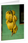 Bananas at a Fruit Stand in Dominican Republic by Anonymous