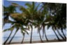 Palm Tree along Caribbean beach in Dominican Republic by Anonymous