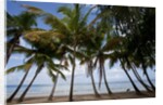 Palm Tree along Caribbean beach in Dominican Republic by Anonymous