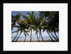 Palm Tree along Caribbean beach in Dominican Republic by Anonymous