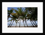Palm Tree along Caribbean beach in Dominican Republic by Anonymous
