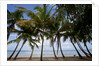 Palm Tree along Caribbean beach in Dominican Republic by Anonymous