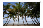 Palm Tree along Caribbean beach in Dominican Republic by Anonymous