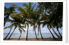 Palm Tree along Caribbean beach in Dominican Republic by Anonymous