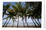 Palm Tree along Caribbean beach in Dominican Republic by Anonymous