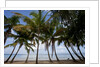 Palm Tree along Caribbean beach in Dominican Republic by Anonymous