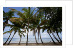 Palm Tree along Caribbean beach in Dominican Republic by Anonymous
