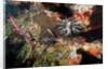 Lionfish in coral reef in Dominican Republic by Anonymous