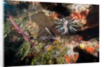 Lionfish in coral reef in Dominican Republic by Anonymous