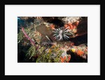Lionfish in coral reef in Dominican Republic by Anonymous