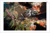 Lionfish in coral reef in Dominican Republic by Anonymous