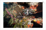 Lionfish in coral reef in Dominican Republic by Anonymous