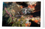 Lionfish in coral reef in Dominican Republic by Anonymous