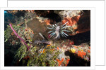 Lionfish in coral reef in Dominican Republic by Anonymous