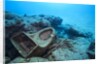 Toilet bowl resting on coral reef in Dominican Republic by Anonymous