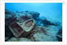 Toilet bowl resting on coral reef in Dominican Republic by Anonymous
