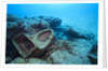 Toilet bowl resting on coral reef in Dominican Republic by Anonymous