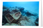 Toilet bowl resting on coral reef in Dominican Republic by Anonymous