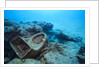 Toilet bowl resting on coral reef in Dominican Republic by Anonymous