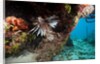 Lionfish in coral reef in Dominican Republic by Anonymous