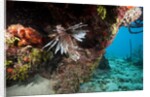 Lionfish in coral reef in Dominican Republic by Anonymous