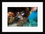 Lionfish in coral reef in Dominican Republic by Anonymous