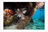 Lionfish in coral reef in Dominican Republic by Anonymous