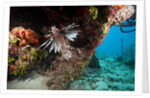 Lionfish in coral reef in Dominican Republic by Anonymous