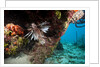 Lionfish in coral reef in Dominican Republic by Anonymous