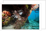 Lionfish in coral reef in Dominican Republic by Anonymous