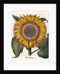 Common sunflower by Anonymous